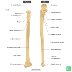 Ulna and radius labeling quiz