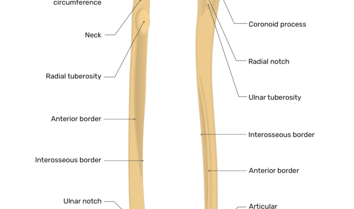 Ulna and radius labeling quiz