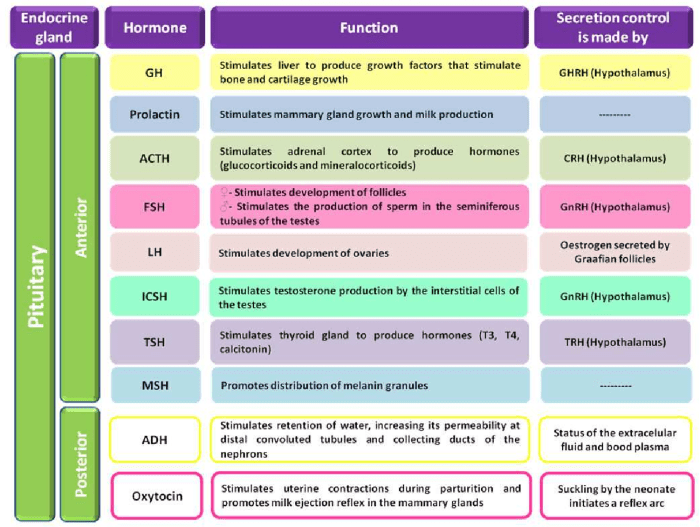 List of endocrine glands and their hormones and functions ppt