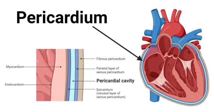 Match the following structure with its description serous pericardium