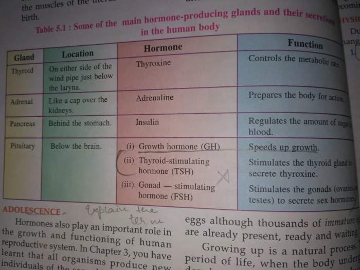 List of endocrine glands and their hormones and functions ppt