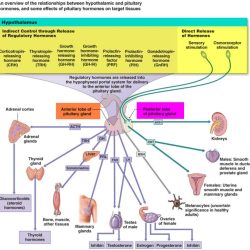 Endocrine mcat glands hormones concise mnemonic possibly secretion minds alike haha