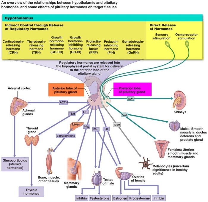 Endocrine mcat glands hormones concise mnemonic possibly secretion minds alike haha