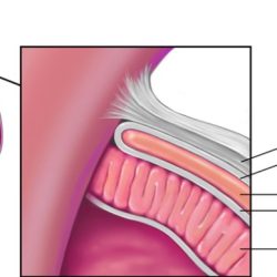 Pericardial heart cavity pericardium serous anatomy layers epicardium fluid sac visceral fibrous system membrane quizlet cardiovascular surface daa cvs quiz