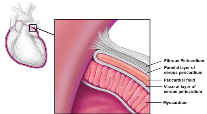 Pericardial heart cavity pericardium serous anatomy layers epicardium fluid sac visceral fibrous system membrane quizlet cardiovascular surface daa cvs quiz