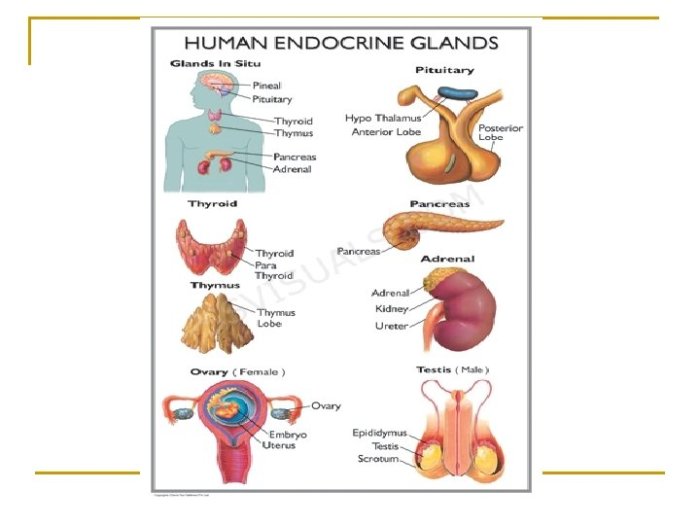 Hormonal endocrine endocrino escuela ciencia