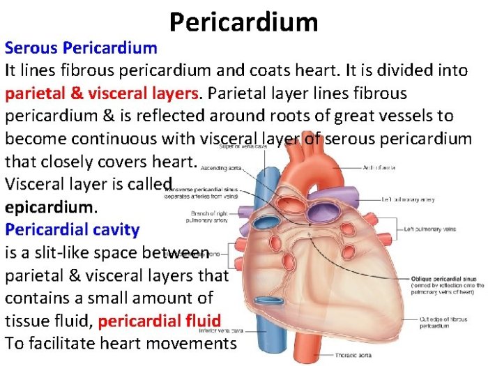 Pericardial disease pericardium sac layers heart structures normal figure composed two cleveland clinic surrounding medical mediastinal