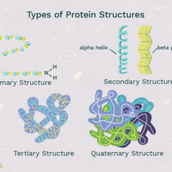 Match level following items protein structure describe they