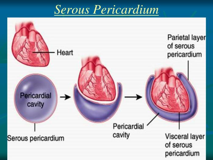 Match the following structure with its description serous pericardium